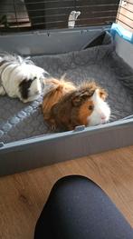 Twee cavia’s met grote kooi & accessoires – Gratis, Dieren en Toebehoren, December, Mannelijk, Cavia