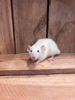 Tamme rat vrouw, Vrouwelijk, Rat, Tam