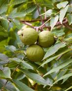 **ACTIE** Juglans nigra, Zwarte Walnoot, Minder dan 100 cm, Lente, Ophalen of Verzenden, Walnotenboom