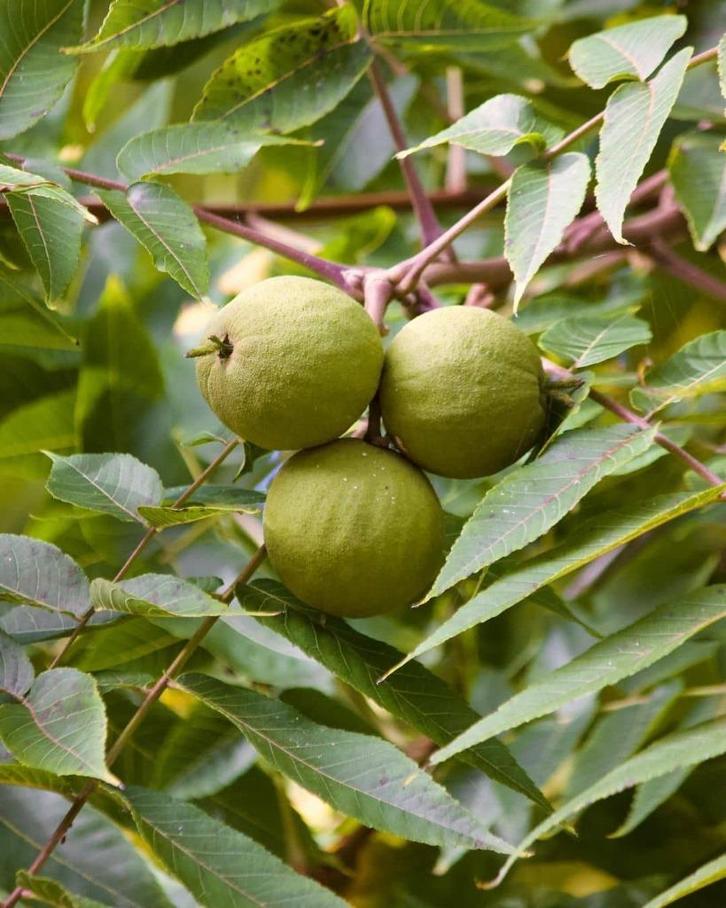 **ACTIE** Juglans nigra, Zwarte Walnoot, Tuin en Terras, Planten | Fruitbomen, Walnotenboom, Minder dan 100 cm, Halfschaduw, Lente