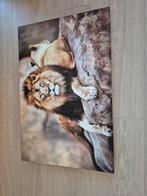 Mooie plaat:  decopaneel, Ophalen, 50 tot 75 cm, 50 tot 75 cm, Print
