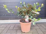 Rhaphiolepis Umbellata 'Ovata' - Indische Meidoorn H: 56 cm., Tuin en Terras, Planten | Tuinplanten, Volle zon, Vaste plant, Lente