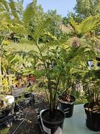 Cyathea Cooperii, Ophalen of Verzenden, Zomer, Overige soorten, Volle zon