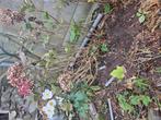 Hortensias, Ophalen of Verzenden, Overige soorten, Volle zon