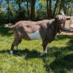 Stamboek bruinbonte bok ncw, Mannelijk, Geit, 0 tot 2 jaar
