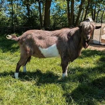 Stamboek bruinbonte bok ncw beschikbaar voor biedingen