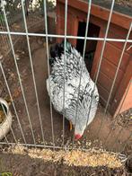 Prachtige Wyandotte kriel haan, Dieren en Toebehoren, Mannelijk, Kip