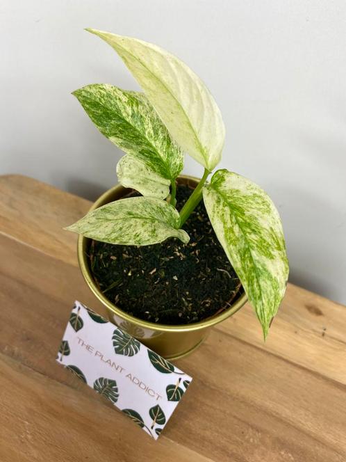 Monstera Laniata Mint #1, Huis en Inrichting, Kamerplanten, Overige soorten, Minder dan 100 cm, Ophalen of Verzenden