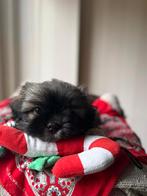 Prachtige boomer pups, Dieren en Toebehoren, Honden | Niet-rashonden, Meerdere, Meerdere dieren, Nederland, Particulier