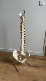 Anatomie, wervelkolom aan standaard, Ophalen of Verzenden, Zo goed als nieuw