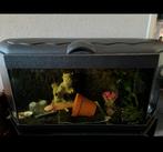 Aquarium met 2 volgroeide axolotl gold en wildkleur, Dieren en Toebehoren, Vissen | Aquaria en Toebehoren, Ophalen, Gebruikt, Gevuld zoetwateraquarium