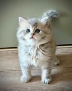 Perzisch/ragdoll kittens, Dieren en Toebehoren, Katten en Kittens | Overige Katten, Kater, Langharig, 0 tot 2 jaar