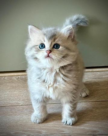 Perzisch/ragdoll kittens beschikbaar voor biedingen