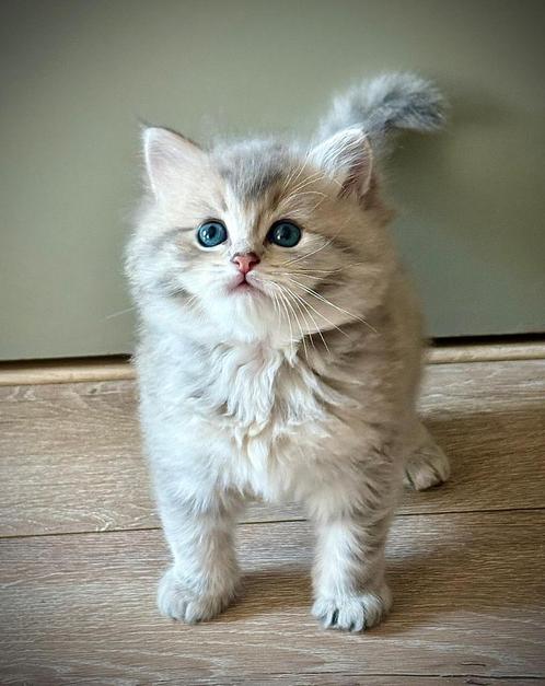 Perzisch/ragdoll kittens, Dieren en Toebehoren, Katten en Kittens | Overige Katten, Langharig, Kater, 0 tot 2 jaar
