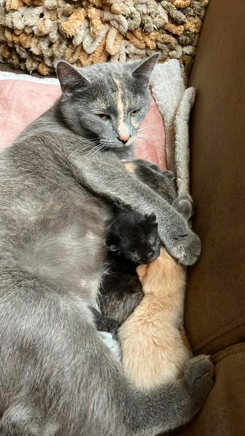 Kittens 4 stuks nog 2 leuke beschikbaar, Dieren en Toebehoren, Katten en Kittens | Raskatten | Korthaar, Meerdere dieren, Ontwormd