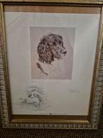 Schilderij/schets springer spaniel Refna Hamey, Ophalen