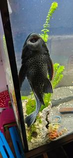 Algeneter, Dieren en Toebehoren, Vis