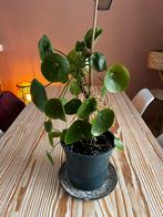 Pilea White Splash (pannenkoekplant), Ophalen of Verzenden, Halfschaduw, Minder dan 100 cm