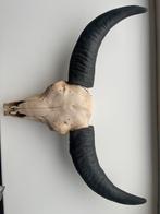 Decoratieve schedel met hoorns, Ophalen