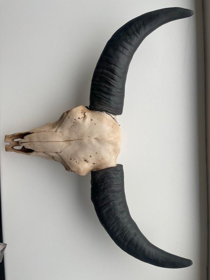 Decoratieve schedel met hoorns, Antiek en Kunst, Kunst | Overige Kunst, Ophalen