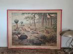 Schoolplaat "Uit de Australische Dierenwereld"., Antiek en Kunst, Ophalen of Verzenden, Natuur en Biologie