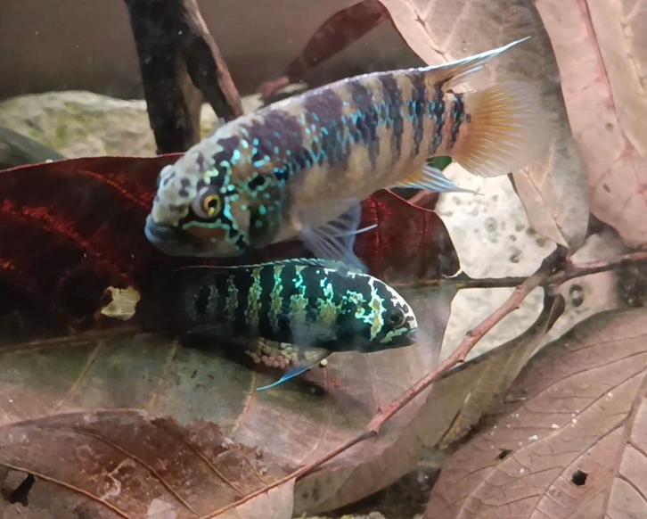 Ivanacara adoketa koppel, Dieren en Toebehoren, Vissen | Aquariumvissen, Vis