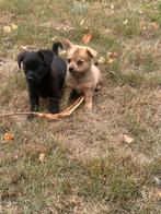 Pomchi  pups, Parvo, 8 tot 15 weken, Teef, Eén hond