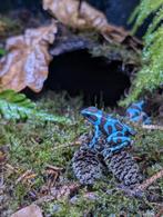 Dendrobates Auratus Celeste, Dieren en Toebehoren, Reptielen en Amfibieën, Amfibie, 0 tot 2 jaar