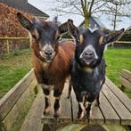 Gezocht: dwerggeit bokje klein (per november) - evt. huren, Dieren en Toebehoren, Mannelijk, Geit