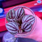 Terrarium Planten - NIEUW BINNEN!, Ophalen, Nieuw, Tak, Plant, Rots of Steen