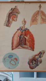 Vintage medische schoolplaat, Ophalen of Verzenden, Natuur en Biologie