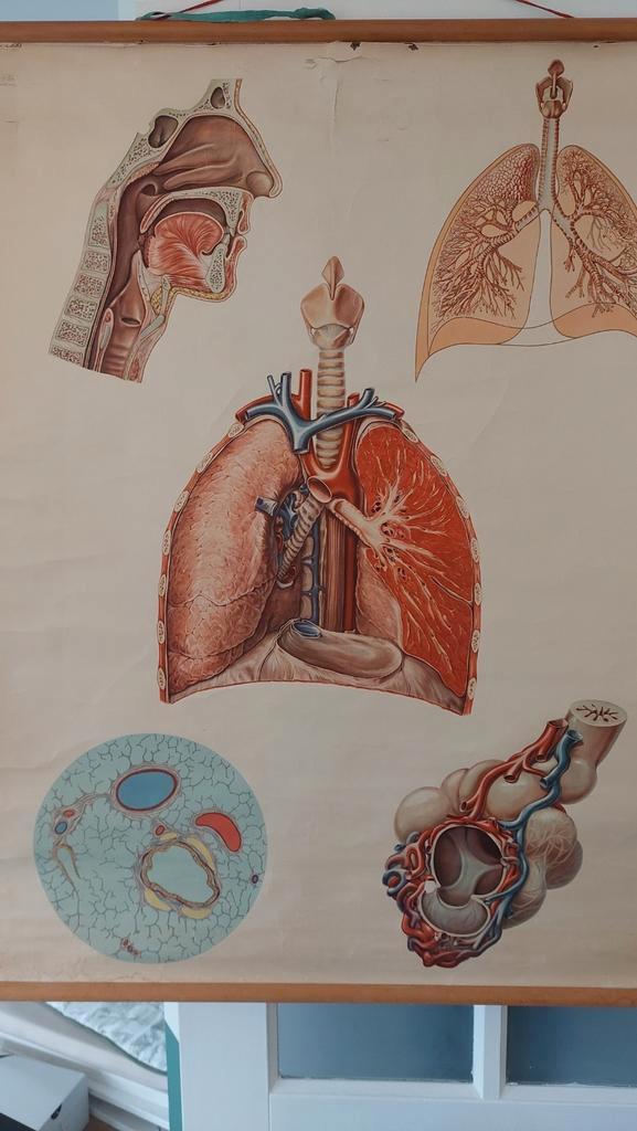 Vintage medische schoolplaat, Antiek en Kunst, Antiek | Schoolplaten, Natuur en Biologie, Ophalen of Verzenden