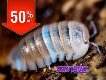 Armadillidium sp. Lefkada pissebedden / isopods OP=OP beschikbaar voor biedingen