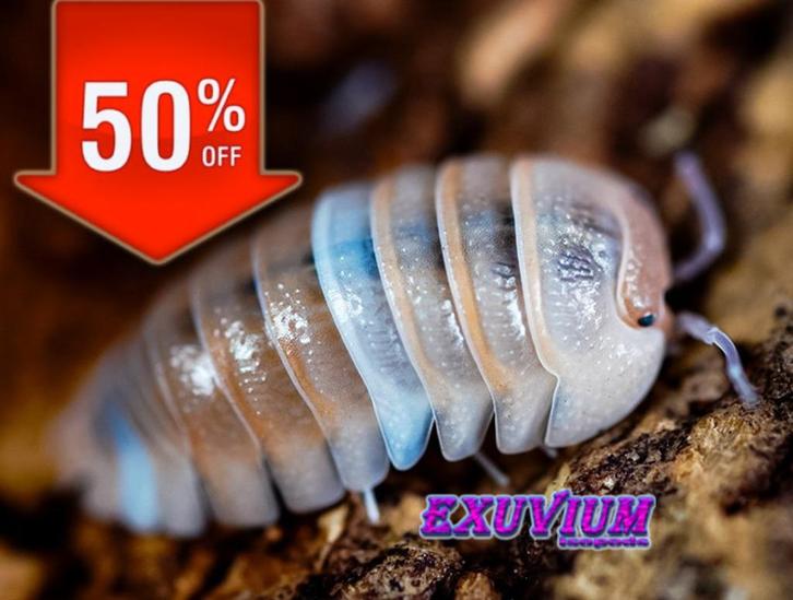 Armadillidium sp. Lefkada pissebedden / isopods OP=OP, Dieren en Toebehoren, Insecten en Spinnen, Overige soorten