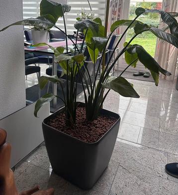 Strelizia Nicolai Paradijs vogel op hydrocultuur. €75,- beschikbaar voor biedingen