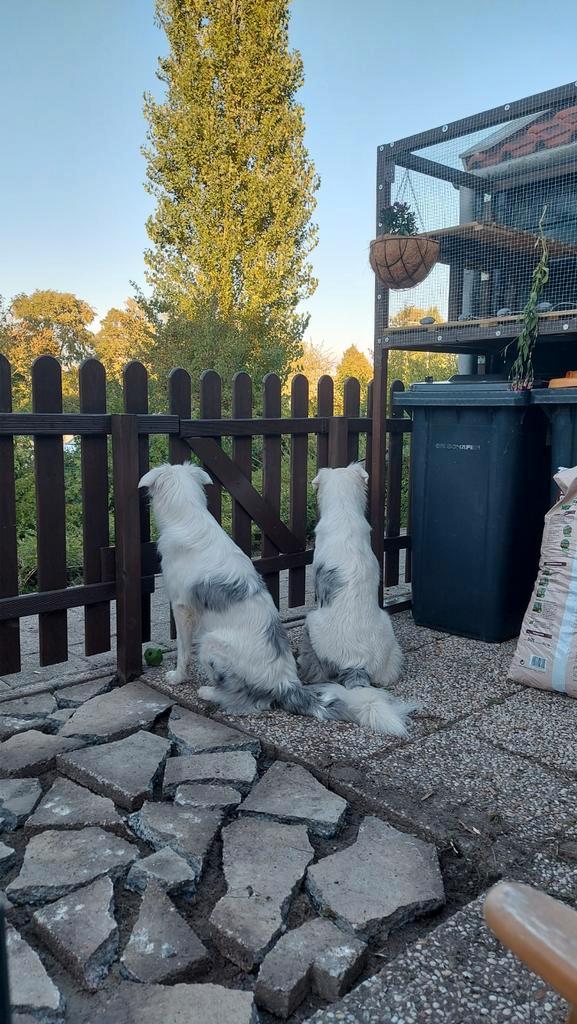 Gezocht: omheinde weide of veld voor uitlaten honden, Dieren en Toebehoren, Stalling en Weidegang, Weidegang