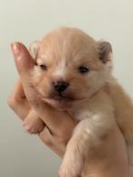 Dwerg kees/ pomeriaan pups te koop, 8 tot 15 weken, Meerdere, Meerdere dieren, Nederland