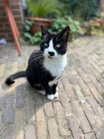 Kat (9 jaar) zoekt fijne plek, Dieren en Toebehoren, Katten en Kittens | Overige Katten