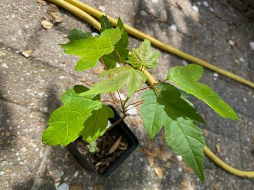 esdoorn zaailing, Tuin en Terras, Planten | Bomen, Overige soorten, Minder dan 100 cm, Halfschaduw, Bloeit niet, Ophalen