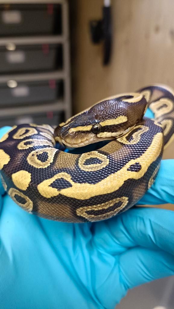 0.1 Koningspython - Ballpython - Python Regius