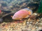 Red chilli Pauwoog, Dieren en Toebehoren, Vissen | Aquariumvissen, Vis