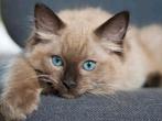 Raszuivere ragdoll kitten MET STAMBOOM!, Dieren en Toebehoren, Katten en Kittens | Raskatten | Langhaar, Kater, Gechipt, 0 tot 2 jaar