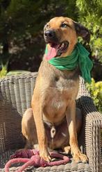 Lieve Kasper verblijft in Cyprus, Dieren en Toebehoren, Honden | Niet-rashonden, Rabiës (hondsdolheid), 1 tot 2 jaar, Buitenland