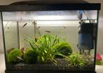 Compleet aquarium Superfish, Dieren en Toebehoren, Ophalen, Zo goed als nieuw, Gevuld zoetwateraquarium
