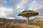 Wow! Zeldzame drakenbloedbomen, Ophalen of Verzenden, Volle zon