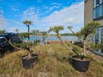 Grote plato olijfbomen, Tuin en Terras, 100 tot 250 cm, Olijfboom, Zomer, Ophalen