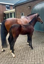 Dressuur veulen te koop - Vanguard (hengst), Dieren en Toebehoren, Paarden, Niet van toepassing, Dressuurpaard, 0 tot 2 jaar, Hengst