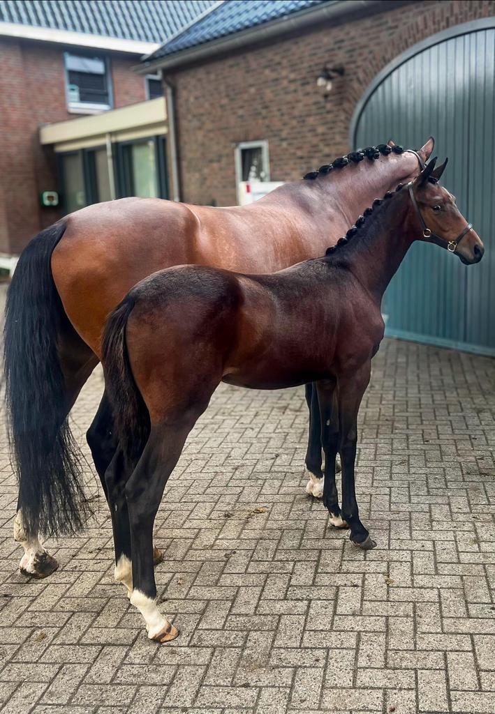 Dressuur veulen te koop - Vanguard (hengst), Dieren en Toebehoren, Paarden, Hengst, Niet van toepassing, 0 tot 2 jaar, Dressuurpaard