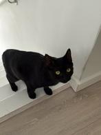 Zwarte kater, Dieren en Toebehoren, Katten en Kittens | Overige Katten, Kater