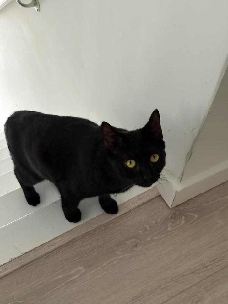 Zwarte kater, Dieren en Toebehoren, Katten en Kittens | Overige Katten, Kater